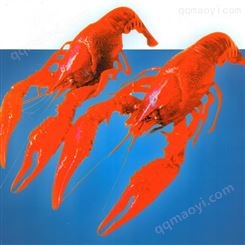 清水速冻整肢虾速冻 龙虾批发