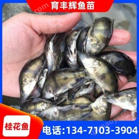 广西鱼苗培育基地 桂花鱼苗批发 3—10cm桂花鱼苗