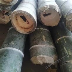 工艺品竹子 四季常青竹子 4米-5米苦竹批发 天竹
