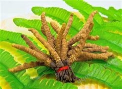 长安上门回收冬虫夏草/回收断条冬虫夏草